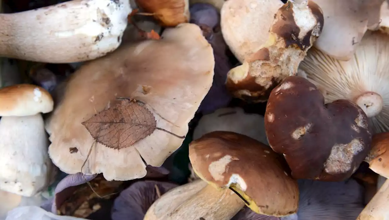 11 personnes intoxiquées après avoir mangé des champignons dans le Lot