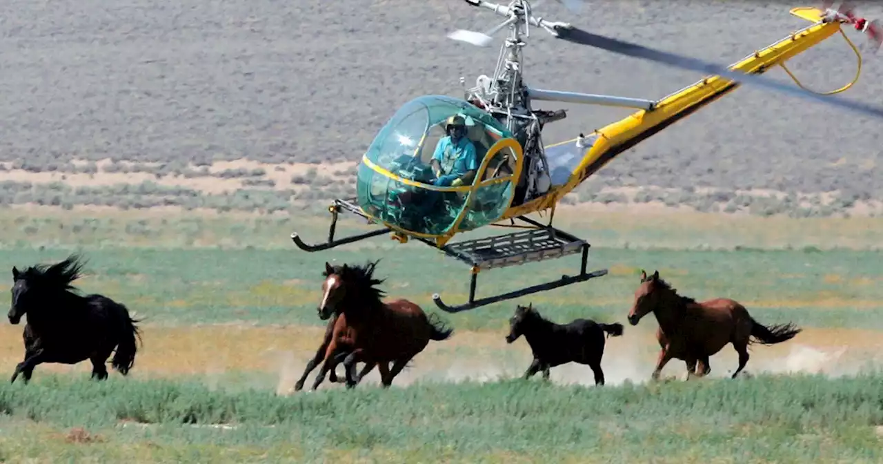 Capture of wild mustangs in Nevadawill continue, despite deaths of 31 wild horses, judge rules