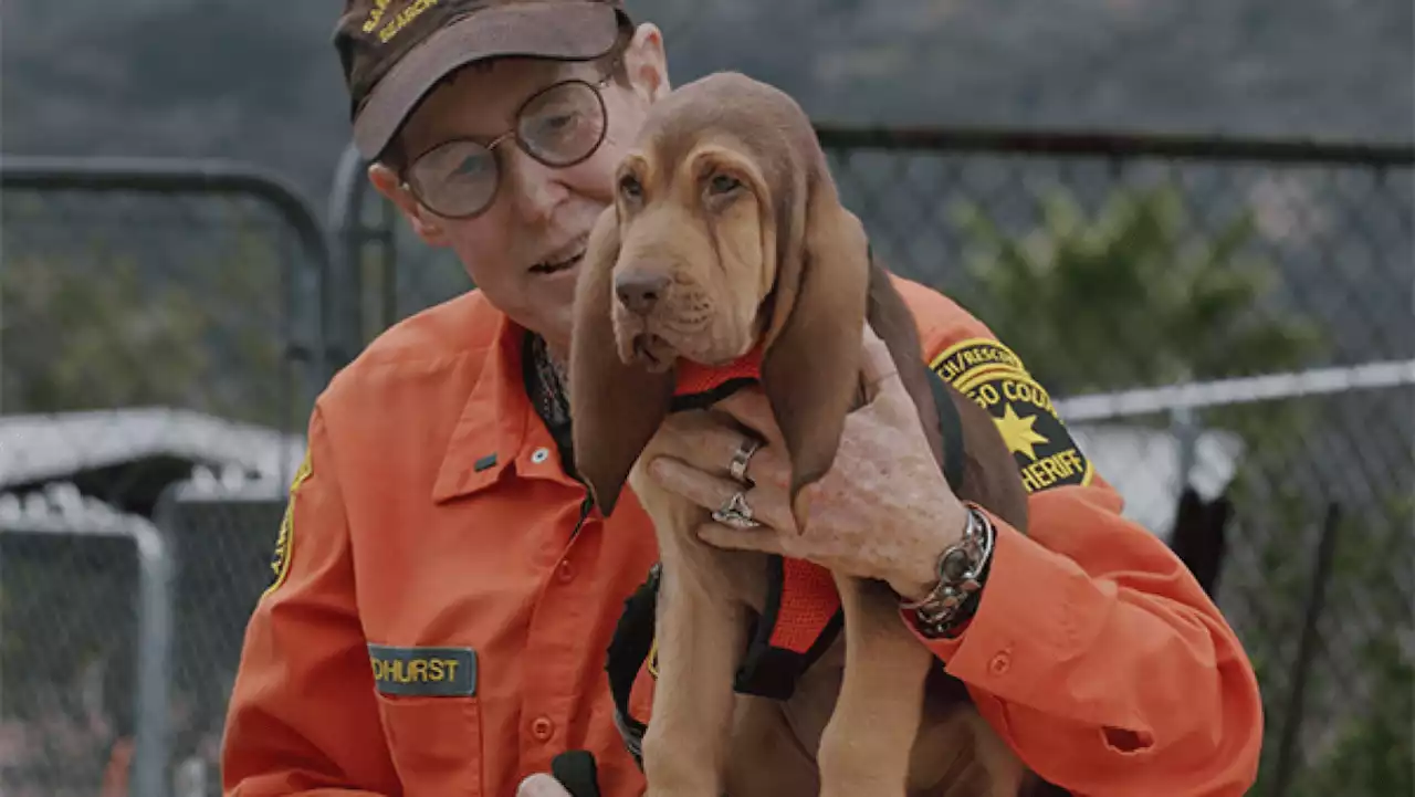 San Diego County Sheriff's first search and rescue bloodhound reports for duty