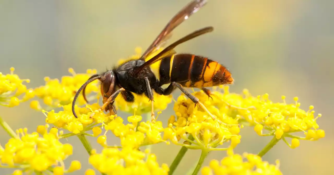 Concerning map shows spread of Asian hornet amid fresh warning