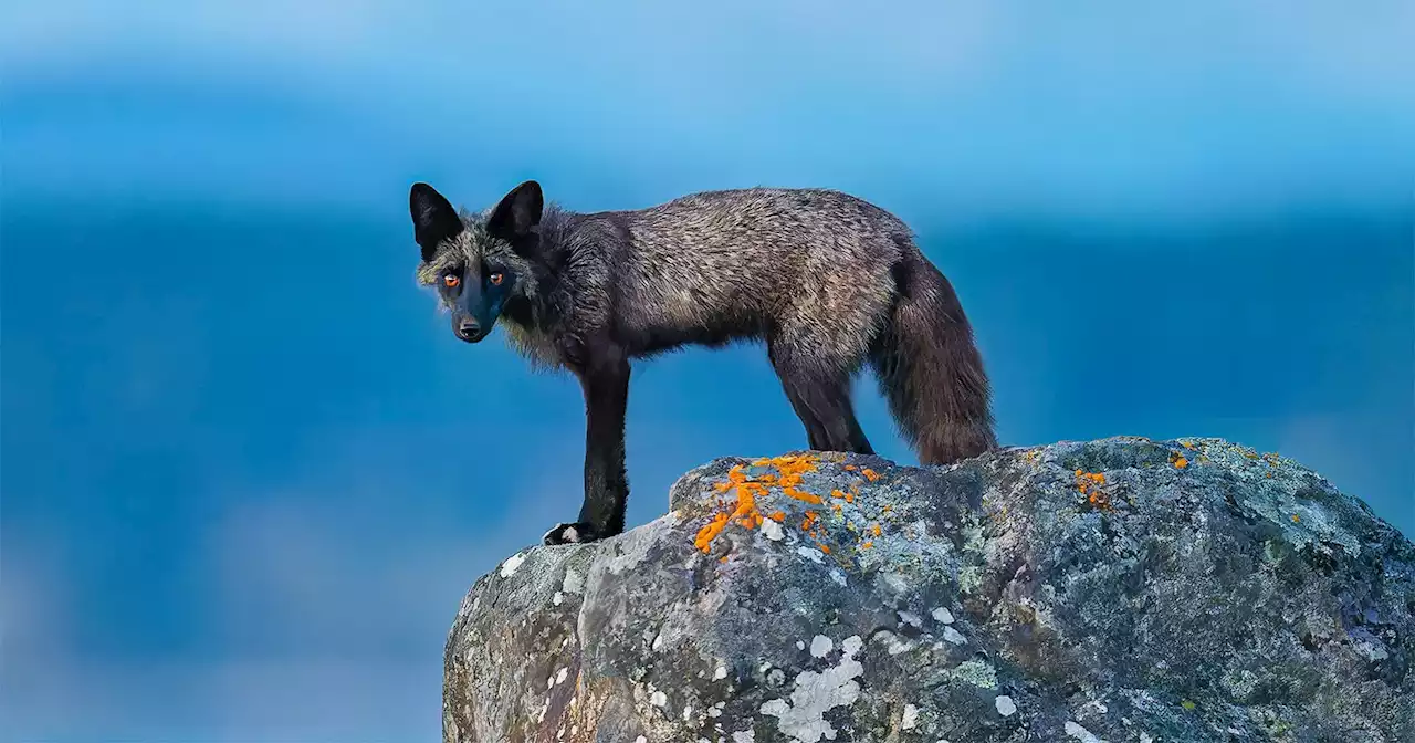 San Juan Island Residents Are at War with Wildlife Photographers