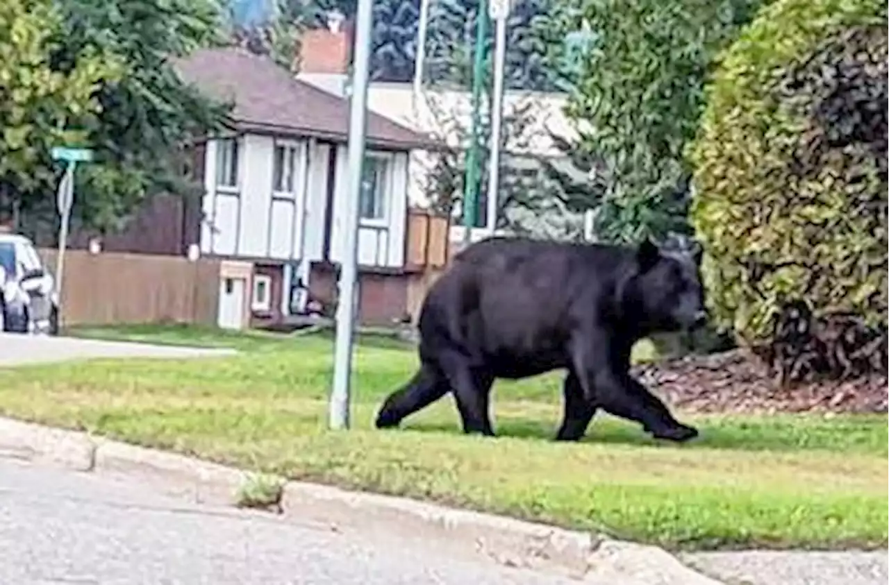 Increase in Bear Sightings and Habitat Loss in BC