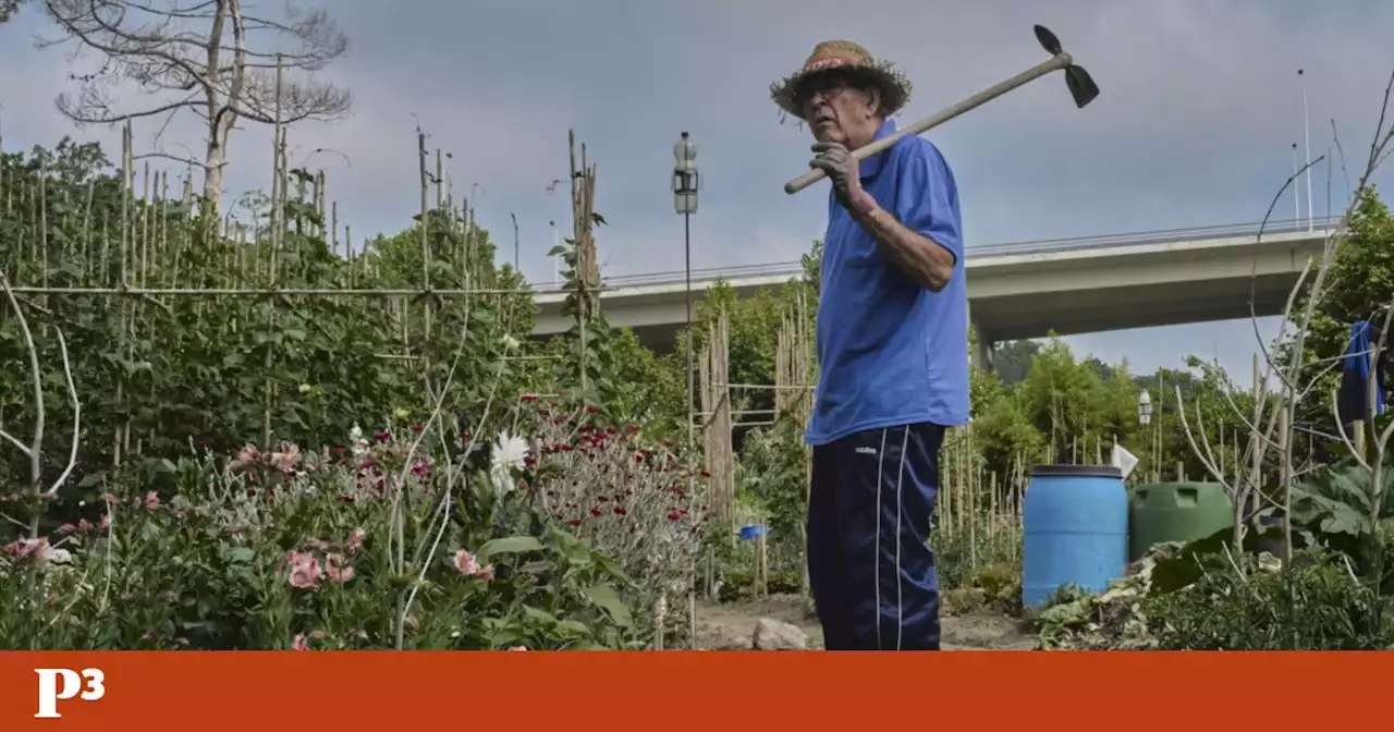 No Porto, as hortas comunitárias informais dão alento e alimento a quem cultiva