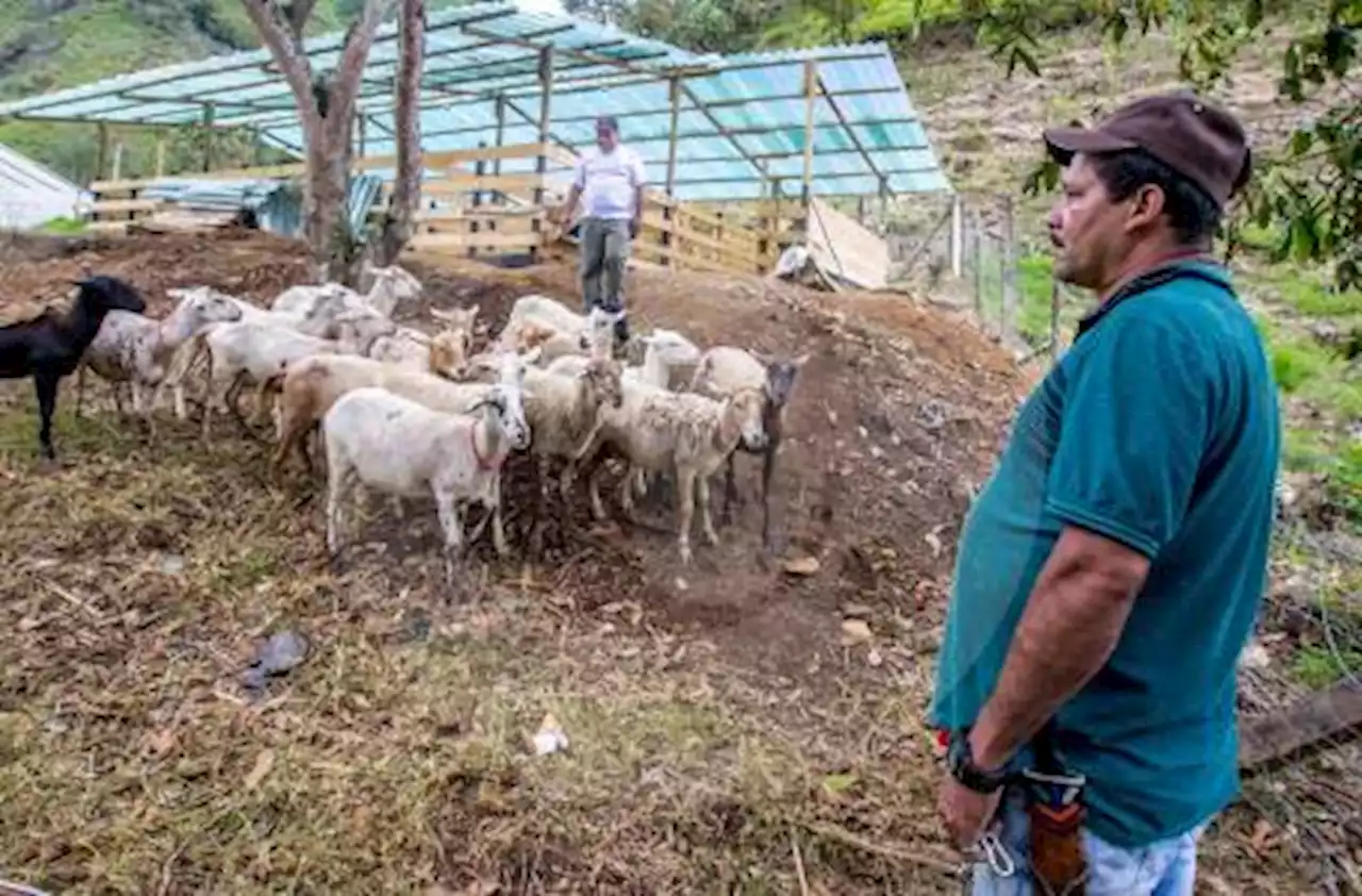 En medio de criticas, se inició la entrega de tierras a exintegrantes de las Farc - Pulzo