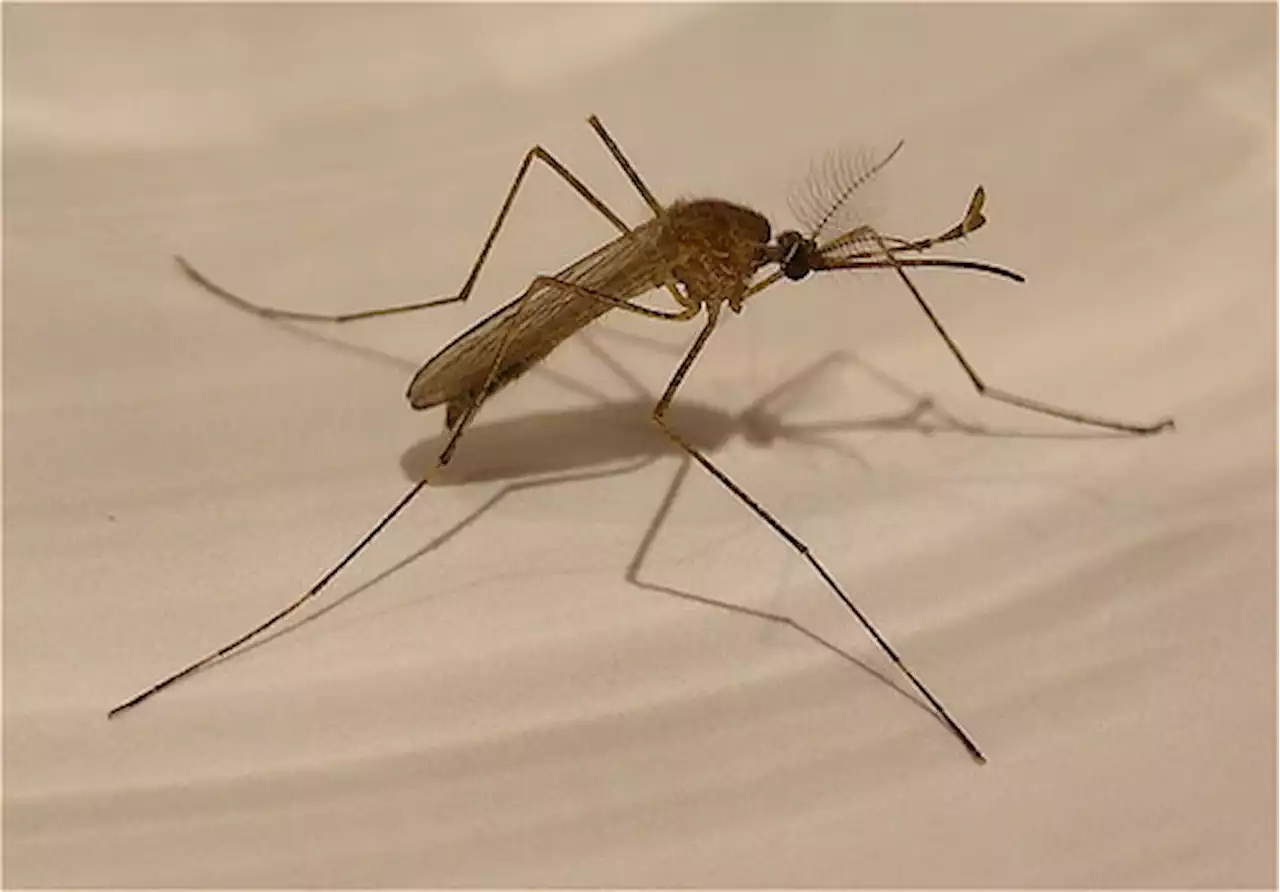 West Nile Virus: Precautions to Take During Peak Mosquito Season