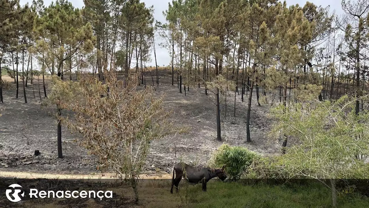 Governo disponibiliza apoio a agricultores afetados pelo fogo de Odemira - Renascença