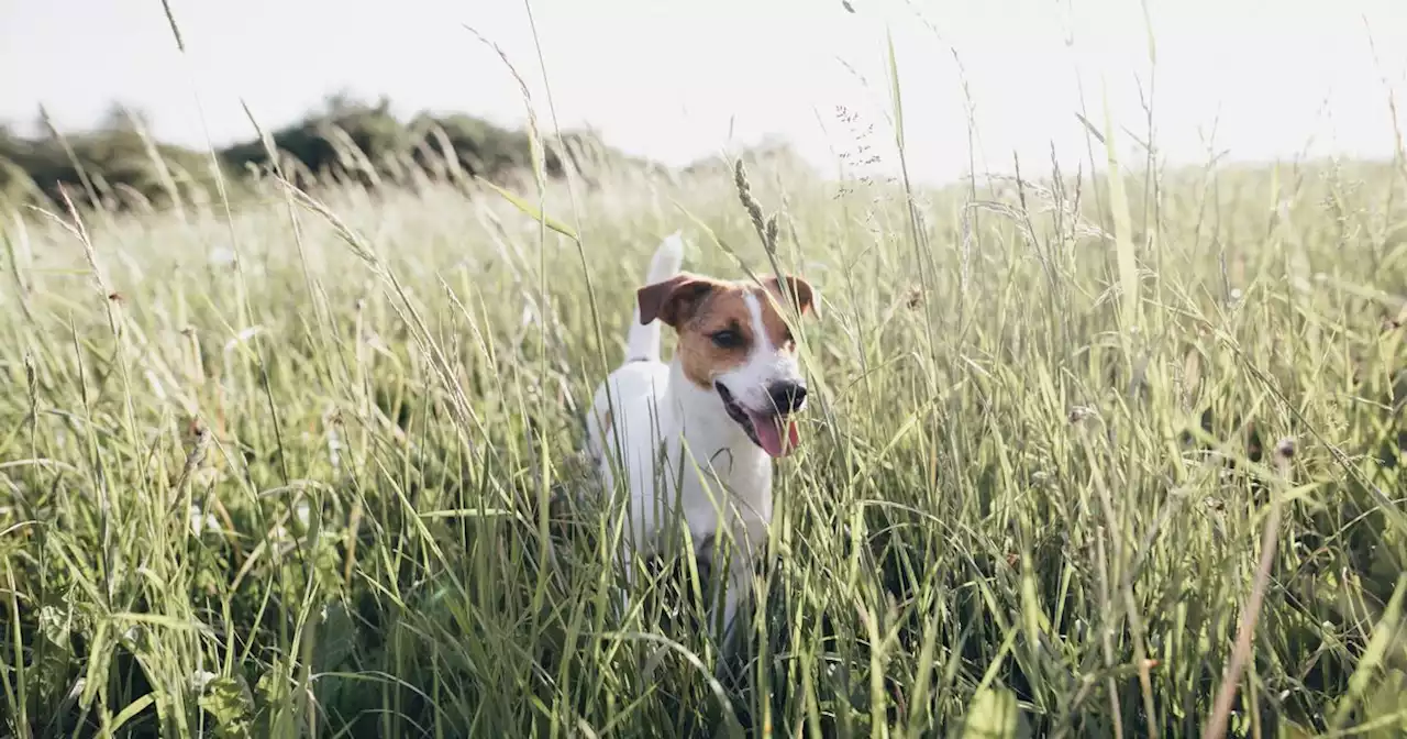 Dog owners warned as contact with common plant can lead to infection or death