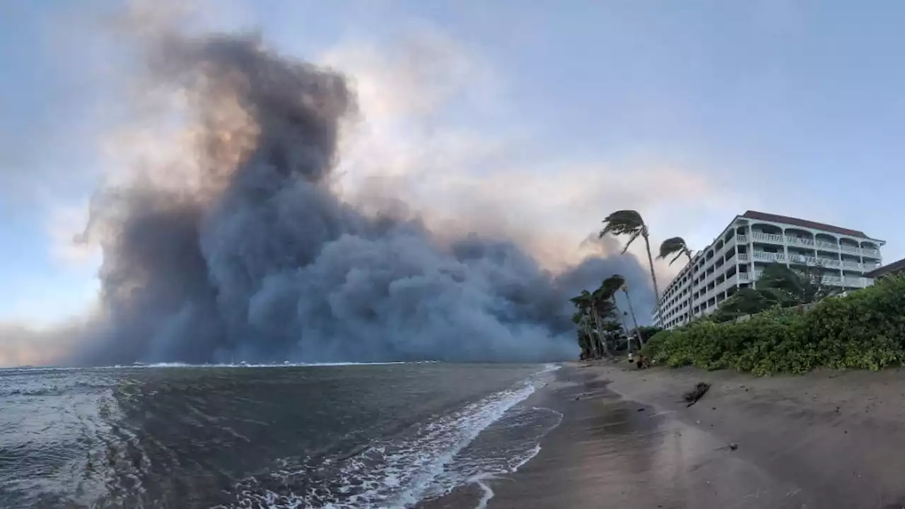 Hawaii wildfires: Are climate change and 'highly flammable' grass behind devastation on Maui?