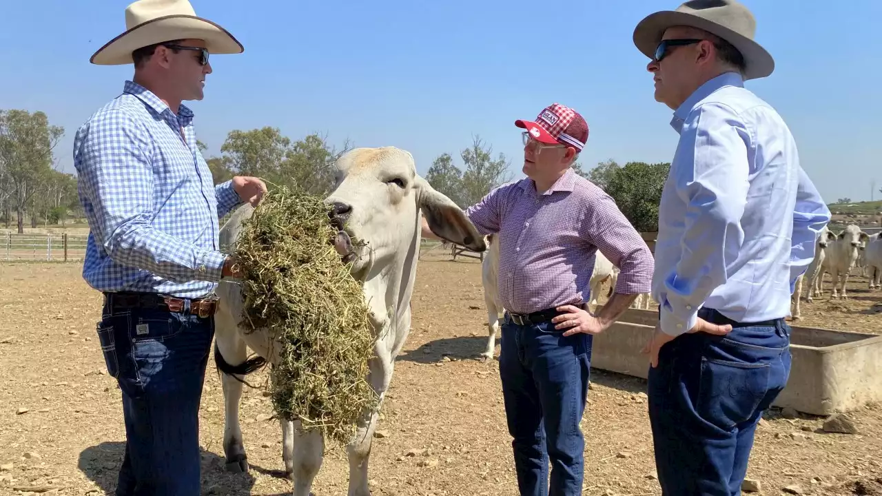 Plan to ban live sheep export shows Labor is 'out to get farmers'