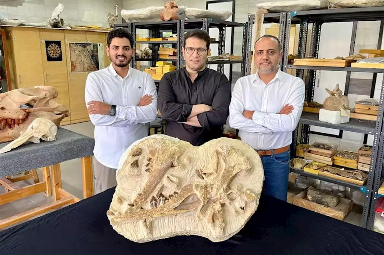 Egypt dig unearths 41-million-year-old whale in desert