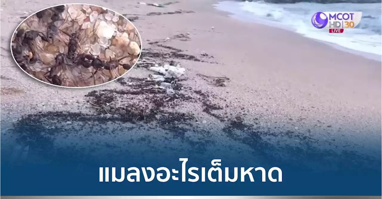 แมลงอะไร? ตัวดำคล้ายมดมีปีก ถูกคลื่นซัดเกยหาดระยอง