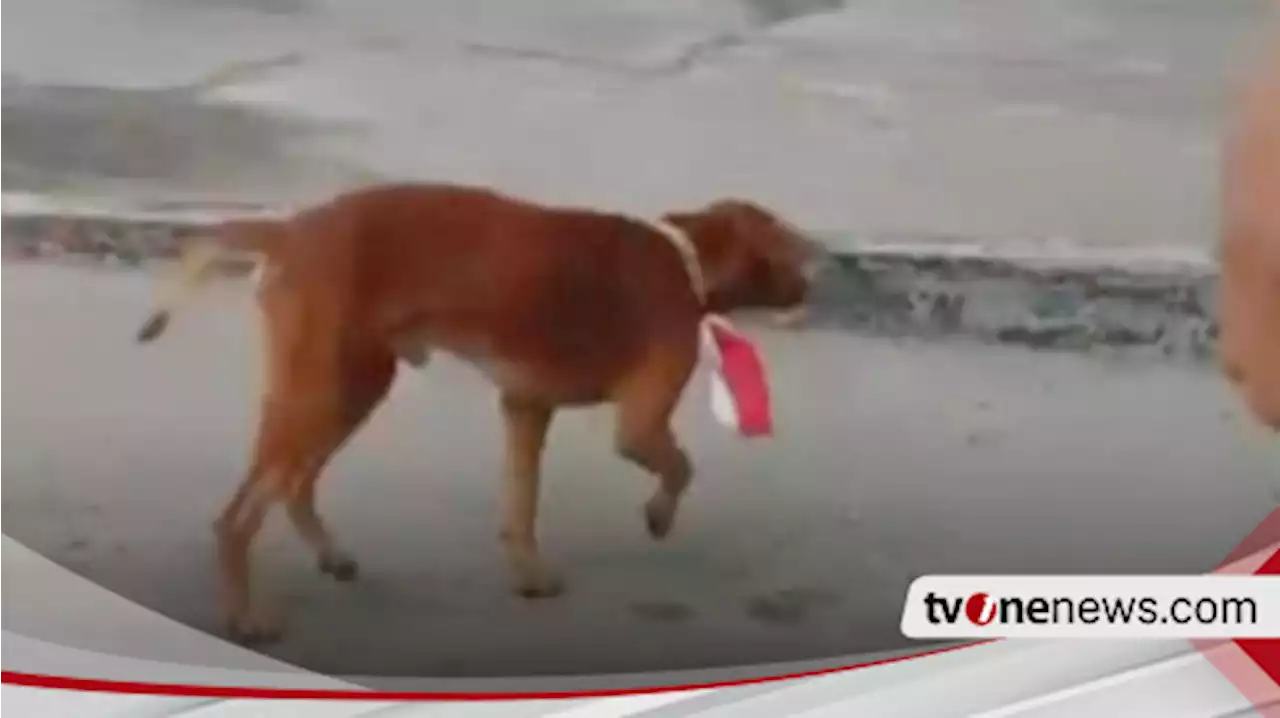 Viral Video Staf PKS SAS Muara Basung Bengkalis Lecehkan Simbol Negara, Kalungkan Bendera Merah Putih ke Anjing, Langsung Ditangkap Polisi