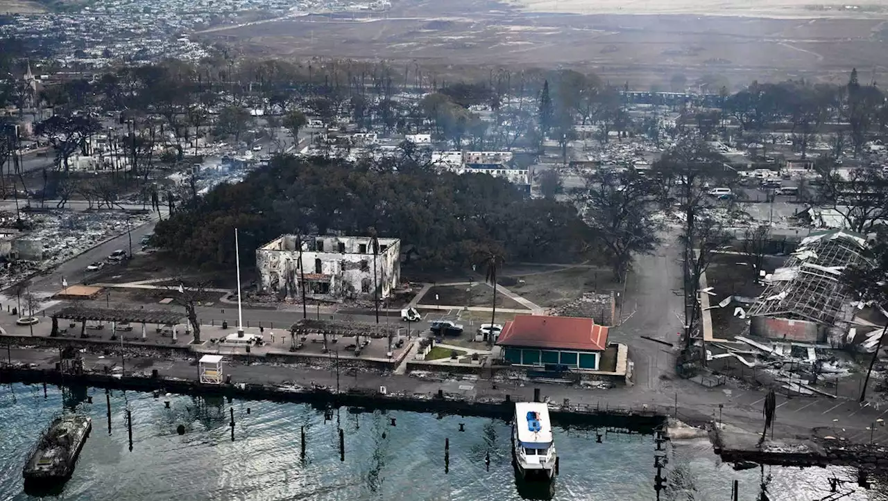 Iconic Lahaina banyan tree threatened by fires: What we know about Maui's historic landmark