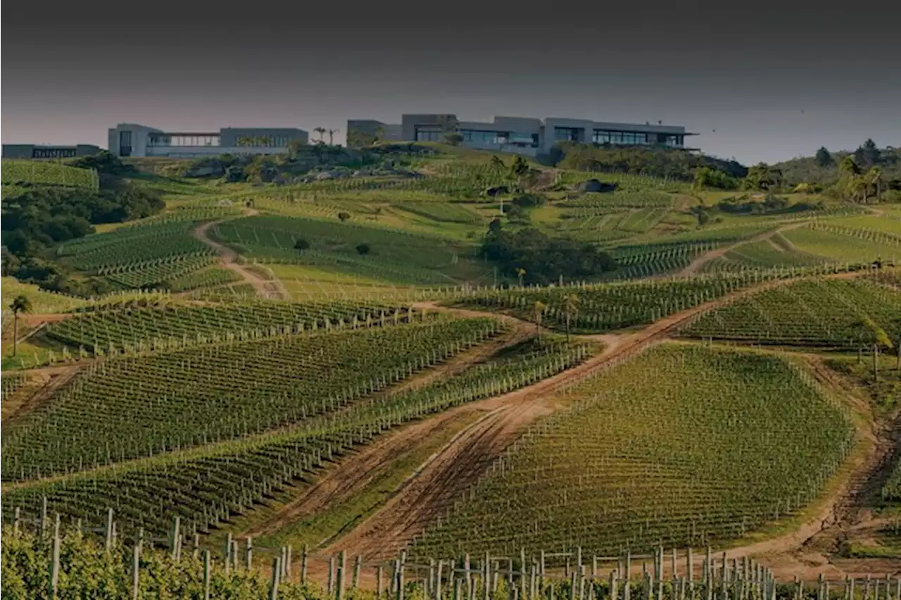 A nova safra do rótulo que colocou o Uruguai no mapa dos grandes vinhos