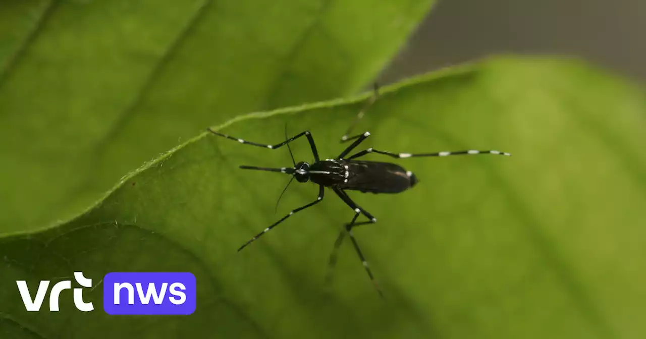 Tijgermuggen overleven voor het eerst onze winter: moeten we ons zorgen maken?