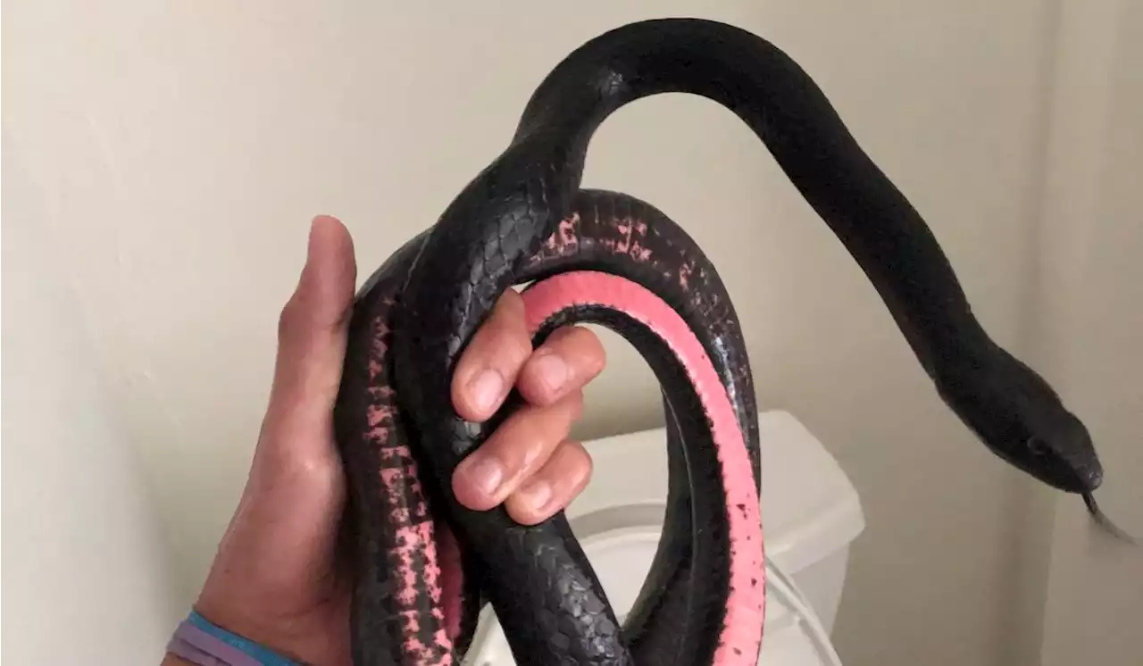 Snake in a toilet: Arizona homeowner finds a slithering visitor where she least expects it