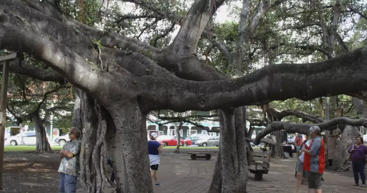 Maui fires damage historic banyan tree and Lahaina landmarks