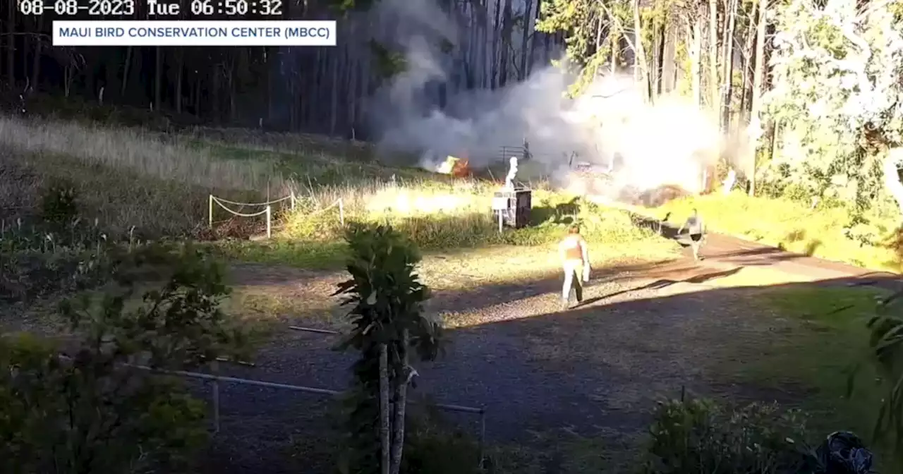 WATCH: San Diego Zoo Wildlife Alliance employee saves endangered birds from Maui fire