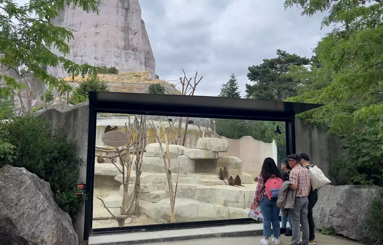 Déjà 90 naissances en 2023 au parc zoologique de Paris