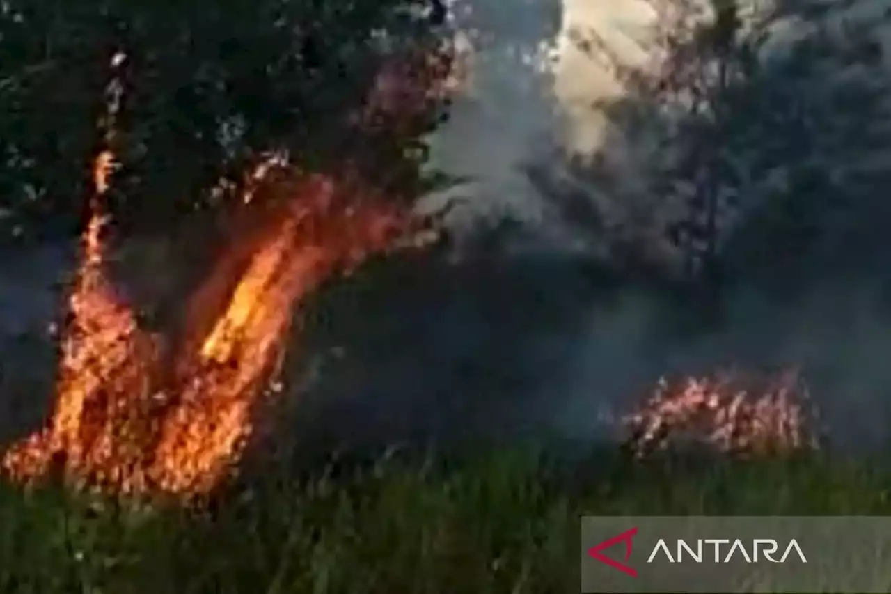 Pemkab Bangka berdayakan masyarakat jaga hutan