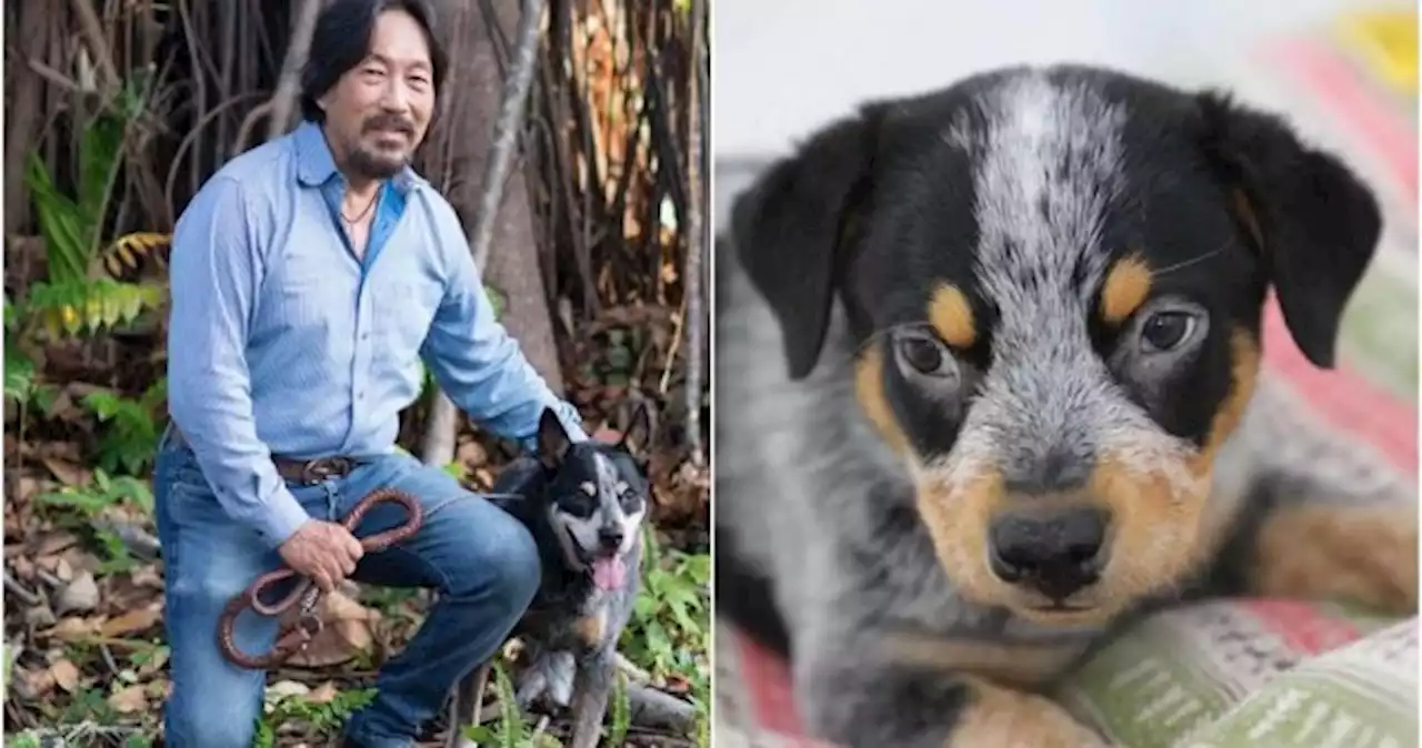 I just wanted to see him again, says vet who cloned his beloved dog