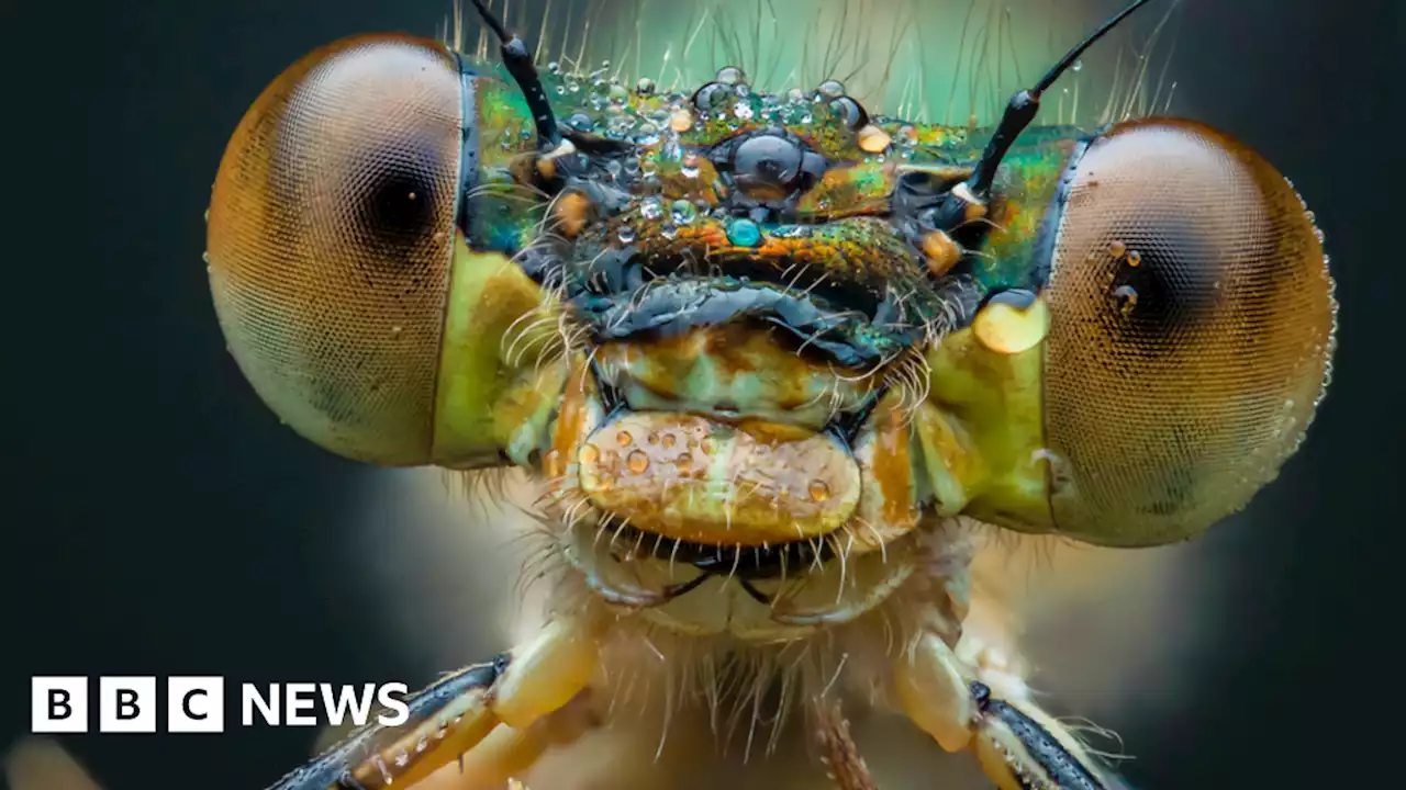 Incredible photos of 'wee beasties' in Glasgow park