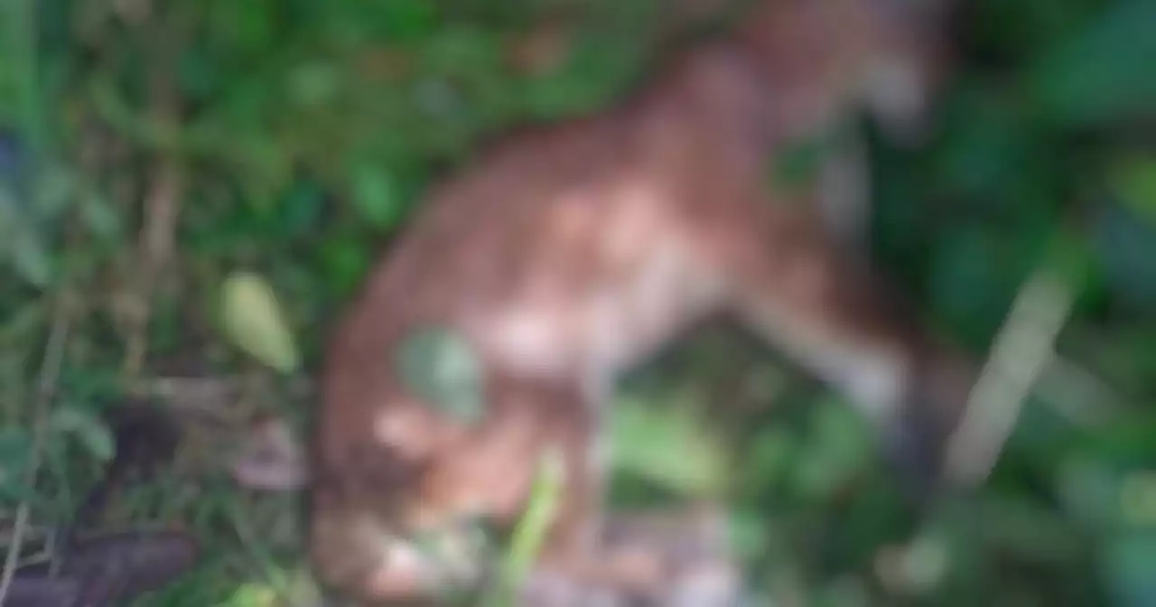 Una puma concolor habría sido envenenada en Urrao, Antioquia