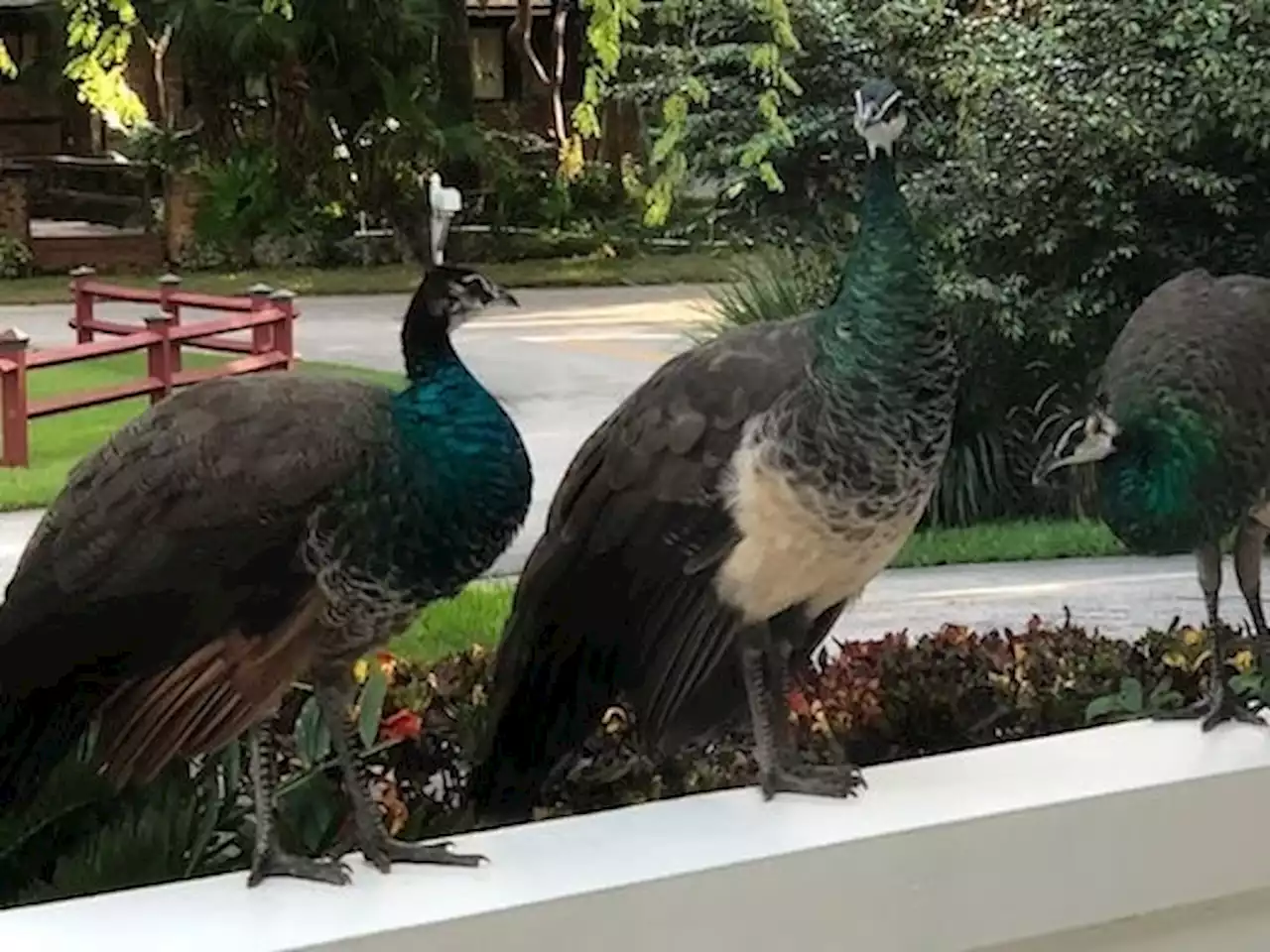 Peacock Population Explodes, Posing Challenges for Residents