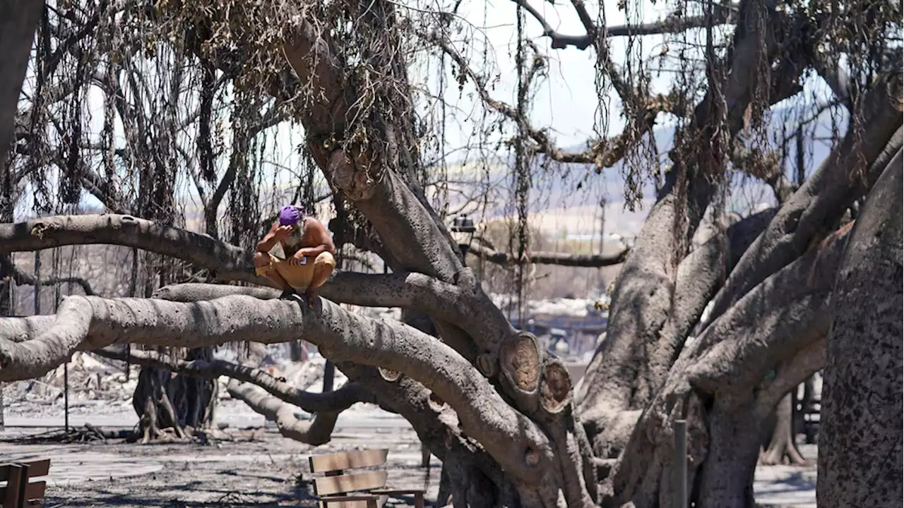 Death toll rises to 80 in Maui wildfires as survivors begin returning to communities in ruins