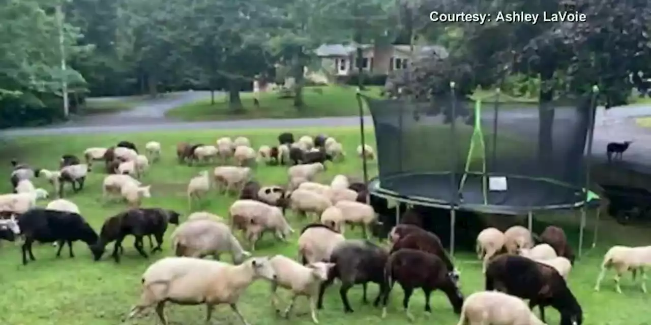 Black sheep leads flock of 91 sheep to freedom