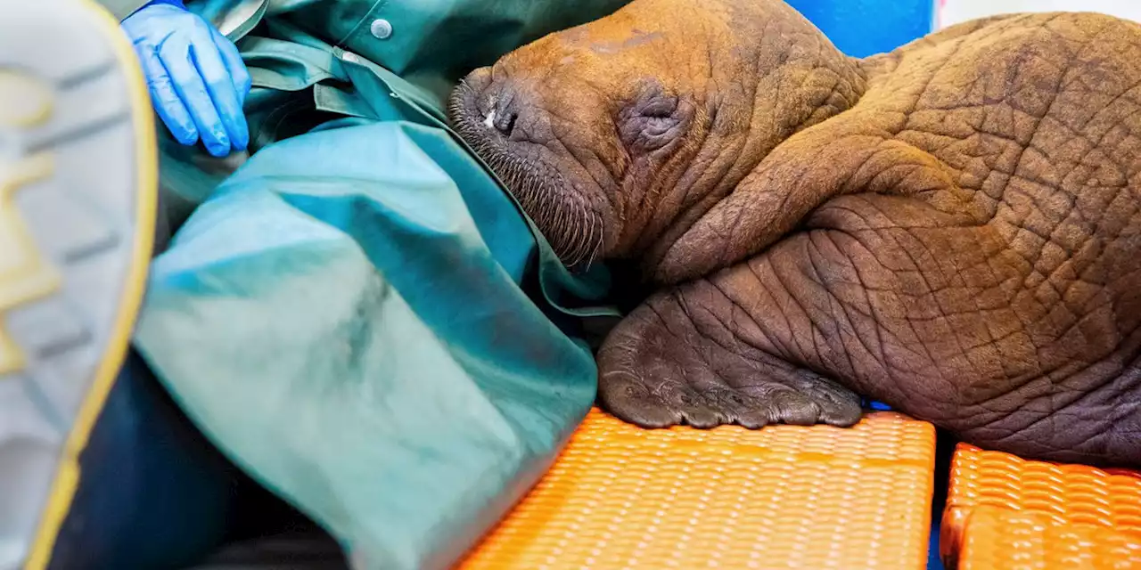 Walrus calf that was receiving cuddles after rescue dies while in care of experts