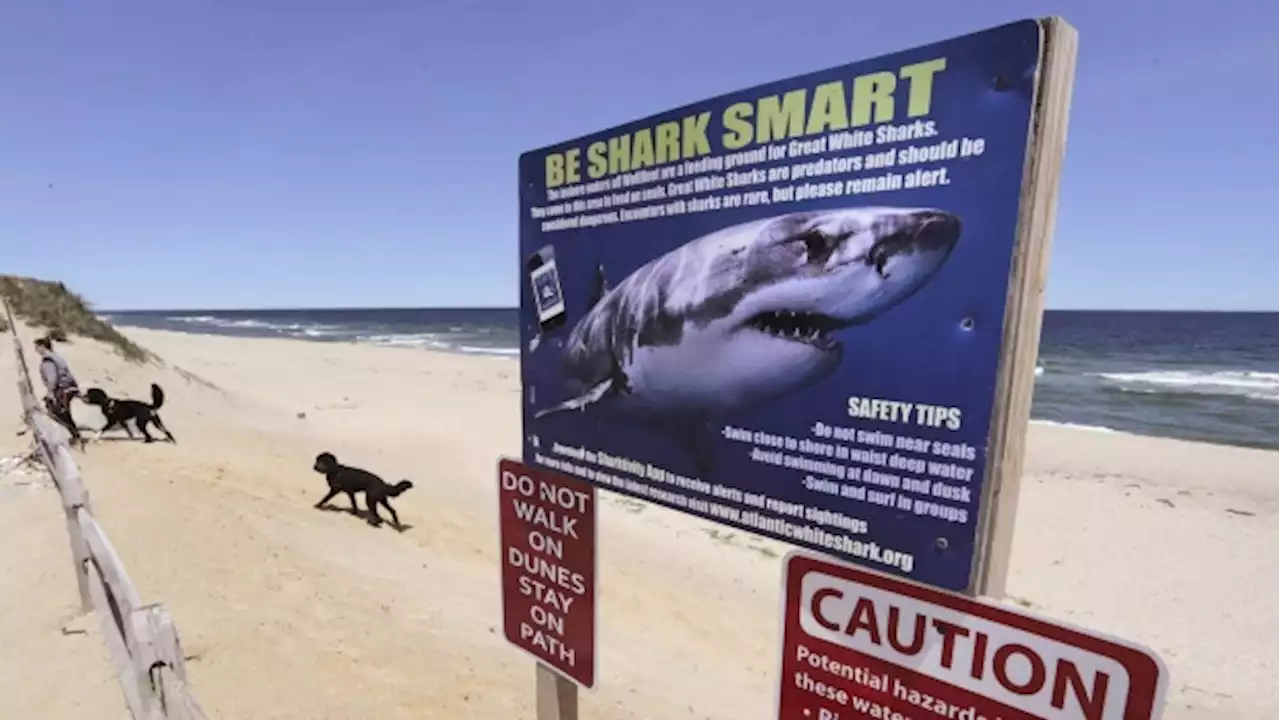 Increase in Washed Up Great White Sharks Found in Canada