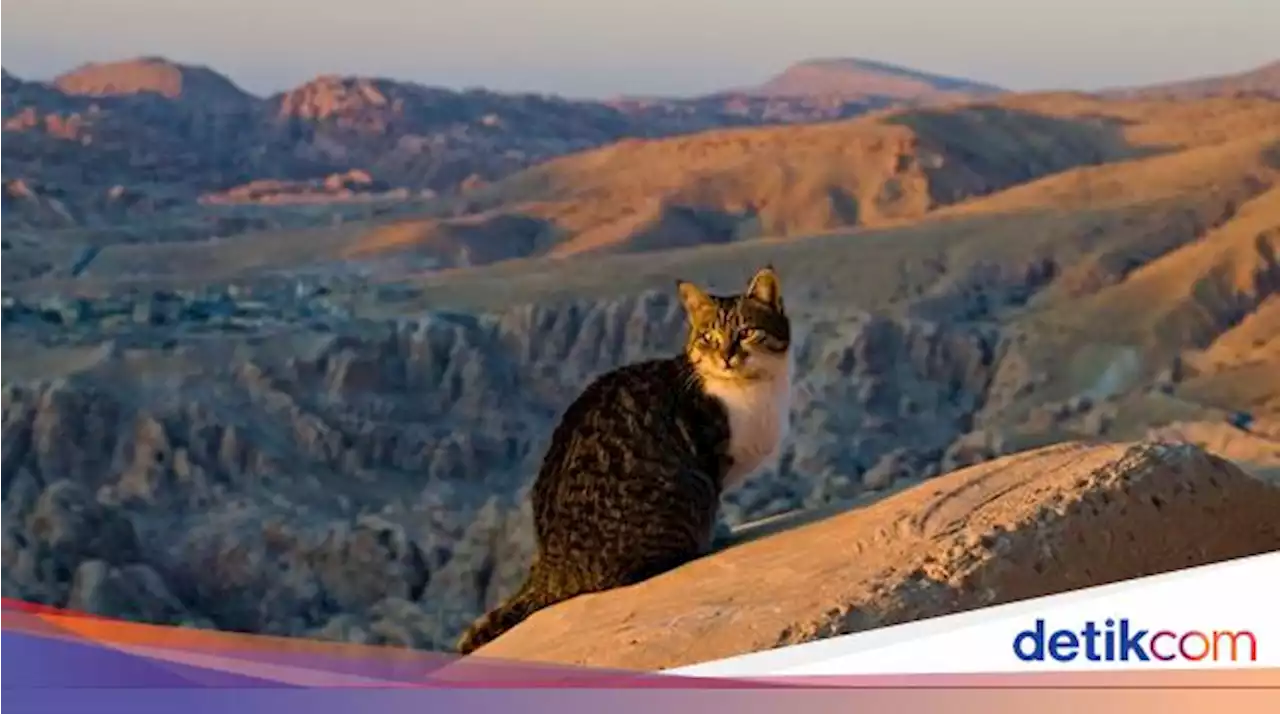 Kucing dalam Tradisi Islam Jadi Hewan yang Dihormati