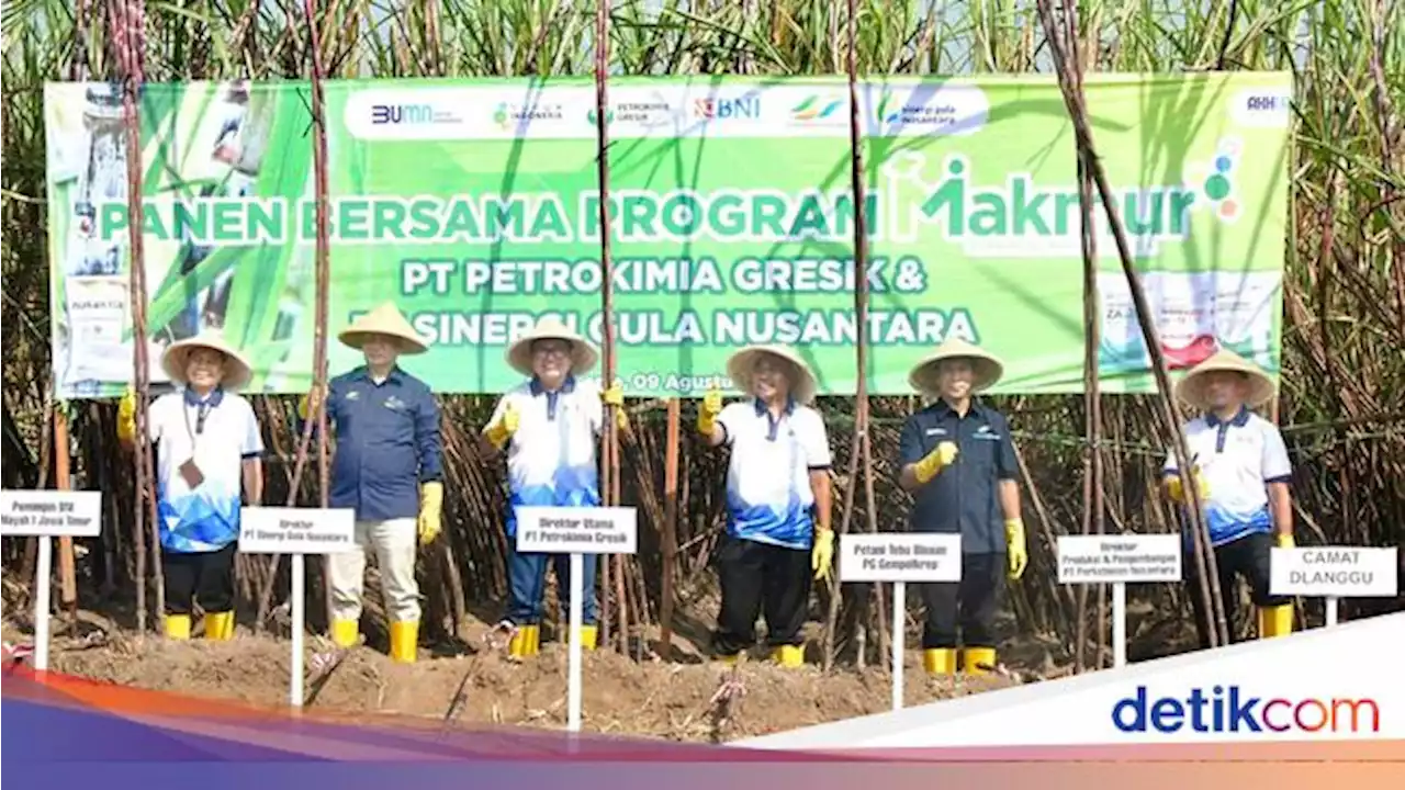 Hasil Panen Tebu di Daerah Ini Meningkat, Apa Rahasianya?