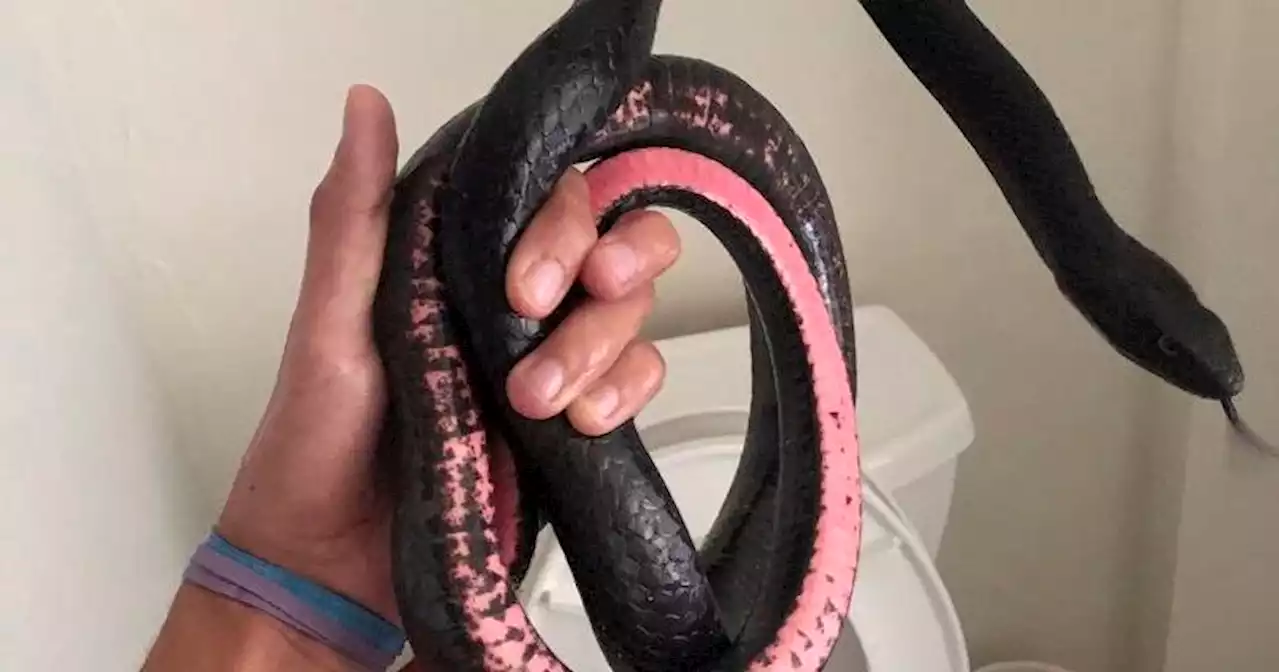 Snake in a toilet: Slithering visitor to Arizona home camps out where homeowner least expects it