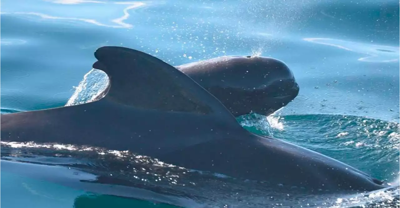 Ahora el plástico también está en la grasa y en los pulmones de los mamíferos marinos