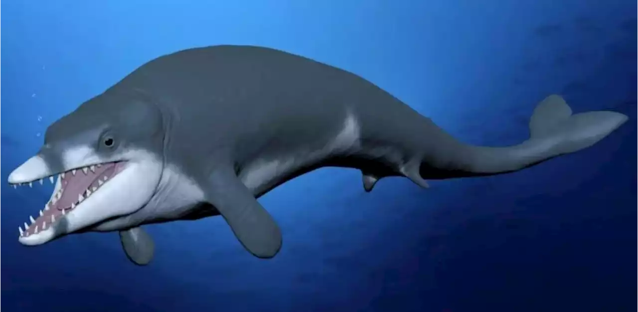 Hallan una nueva pequeña ballena que murió hace 41 millones de años