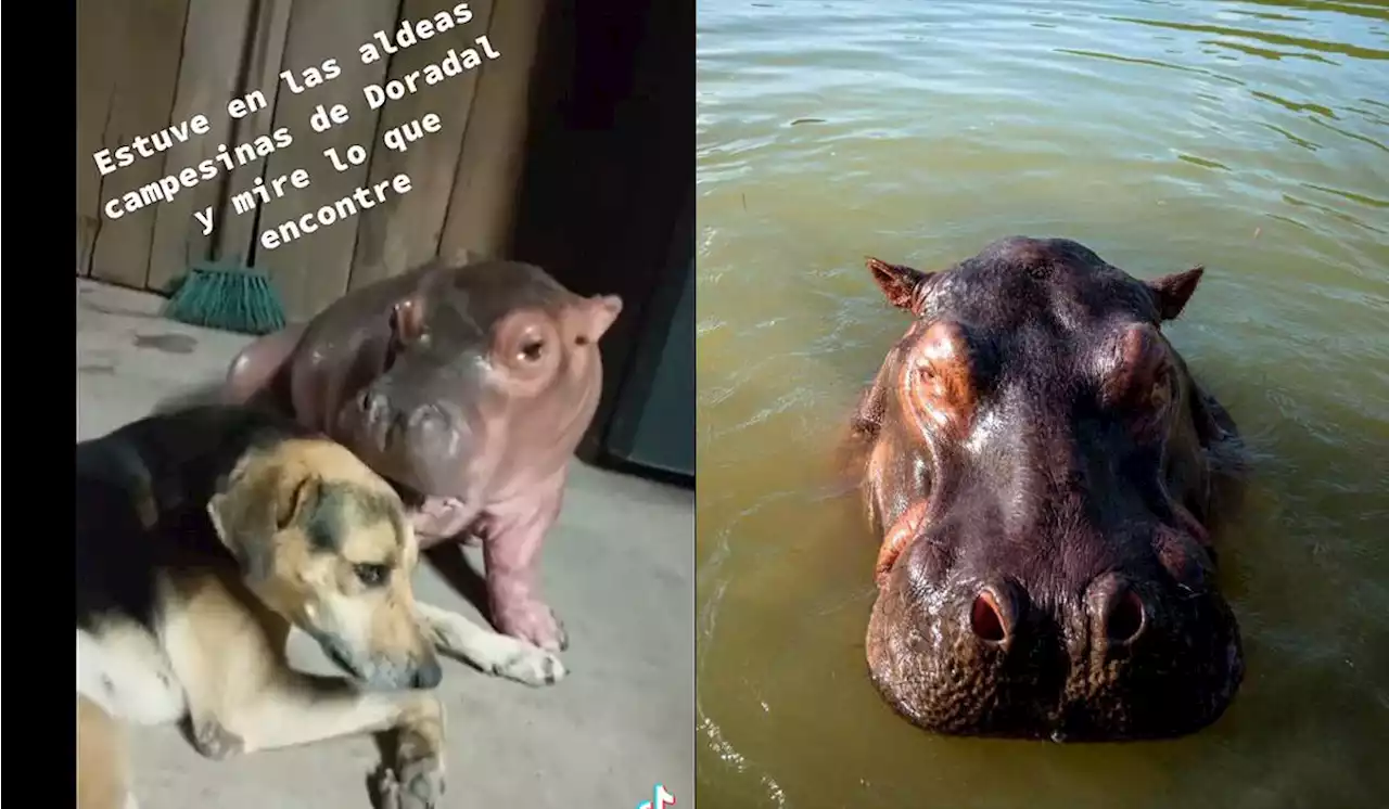 En video: cría de hipopótamo juega con un perro dentro de una vivienda