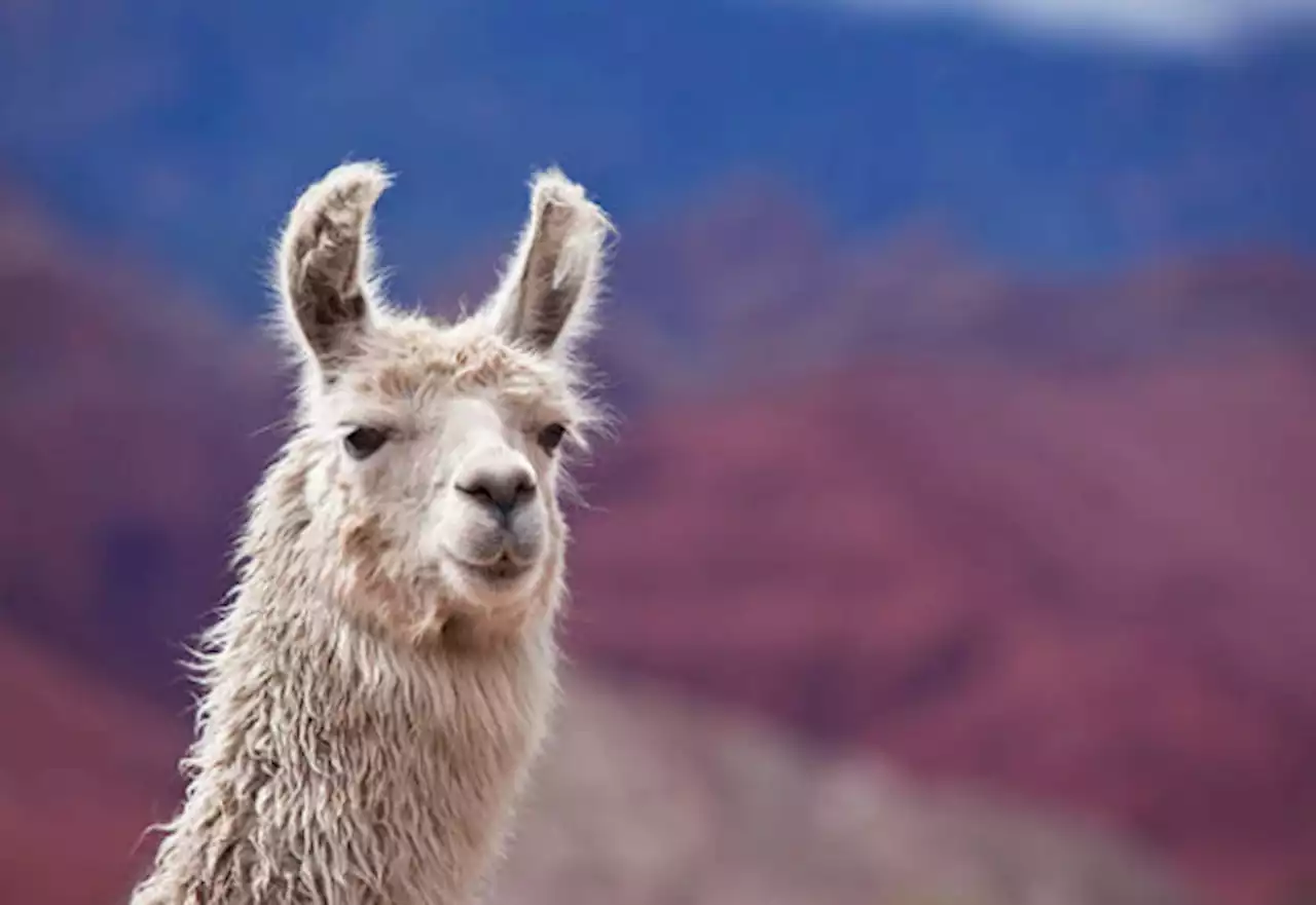 Perú condena matanza de 100 vicuñas y anuncia duras sanciones a responsables