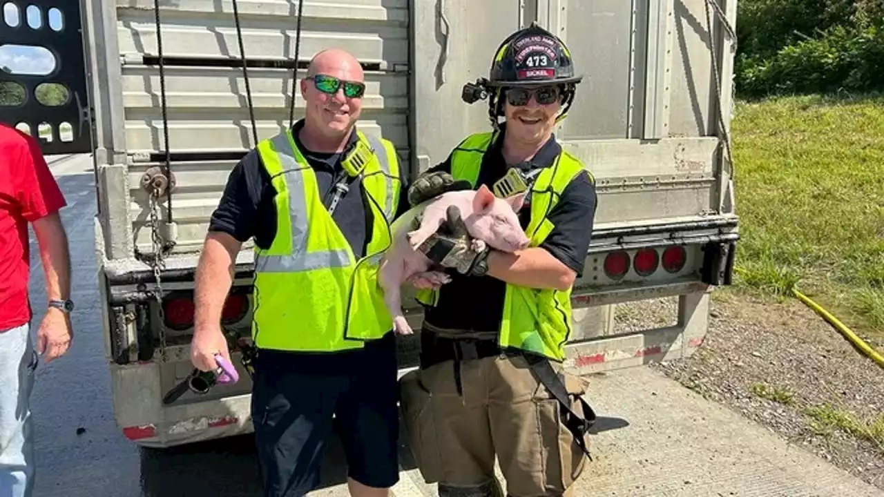 'You saved 1,368 lives today': Firefighters cool down stranded load of piglets on Kansas highway