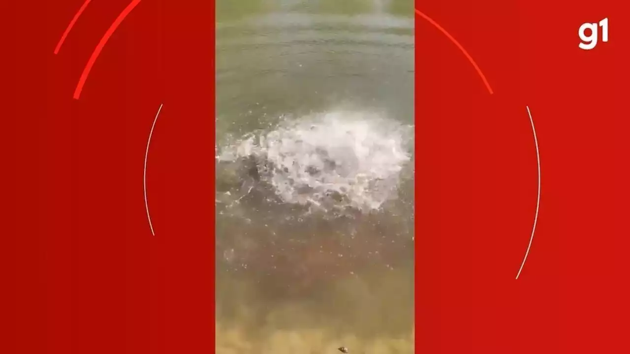 Piranhas devoram cabeça de boi em segundos no Pantanal; veja vídeo