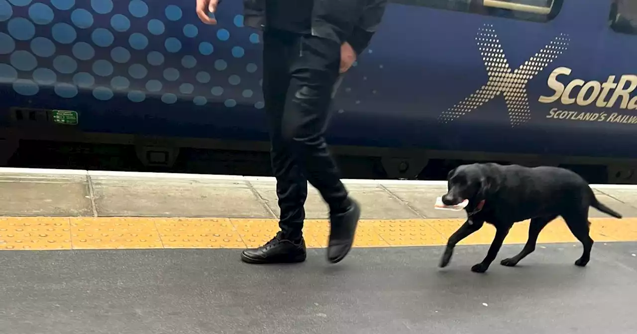 Dog spotted in Glasgow train station carrying ticket on platform