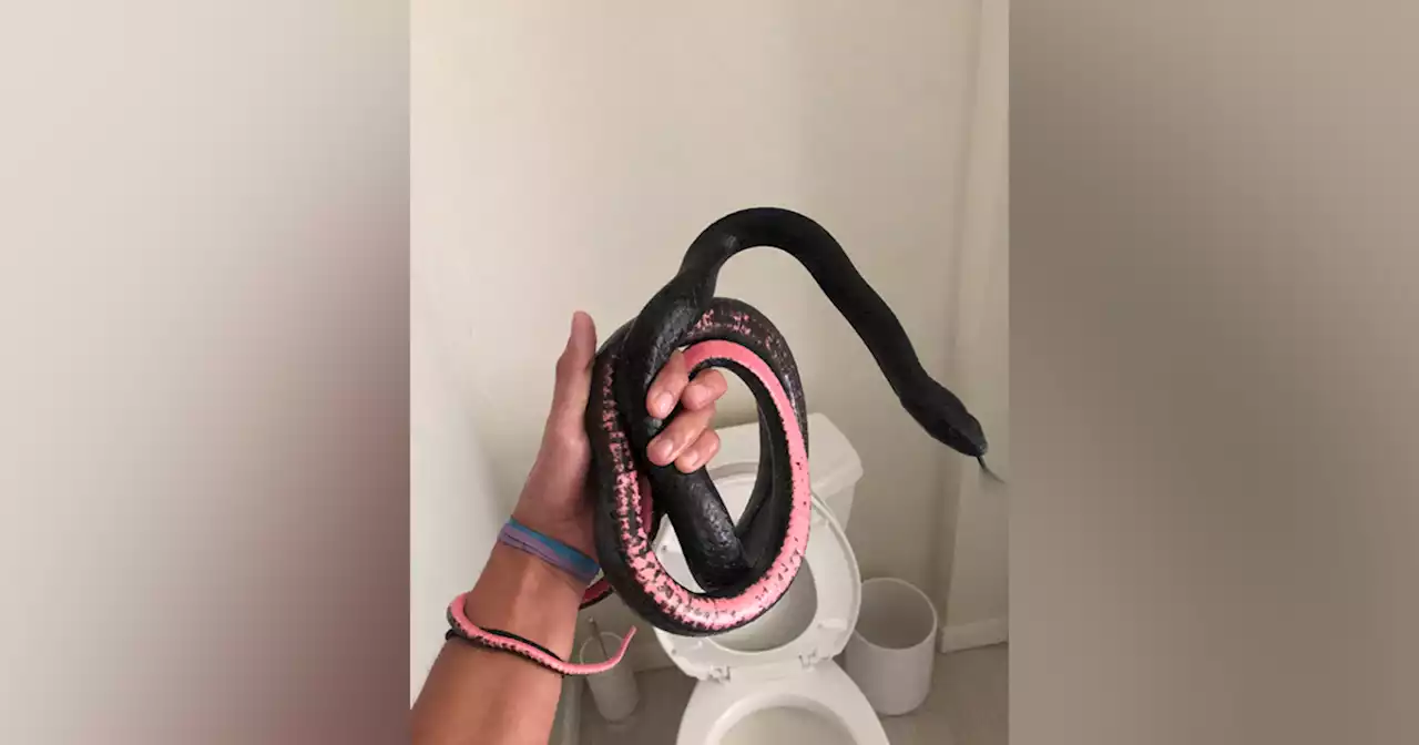 Snake in a toilet: Slithering visitor camps out where homeowner least expects it