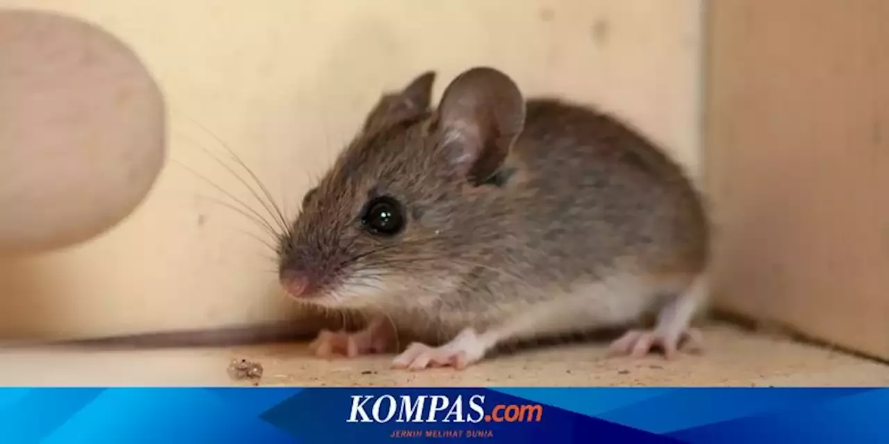 Cara Membasmi Tikus Di Rumah Dengan Buah Bintaro | Indonesia | Head Topics