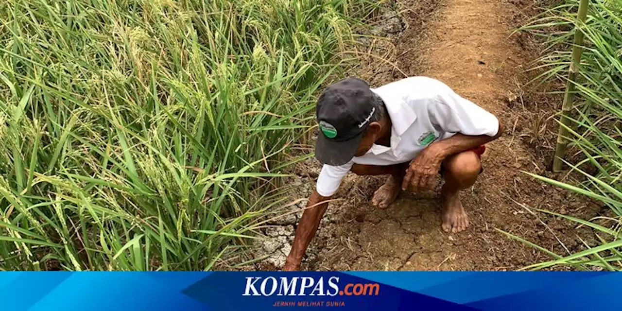 Kondisi Sawah di Bekasi yang Kekeringan, Tanah Retak dan Padi Jadi Kecoklatan