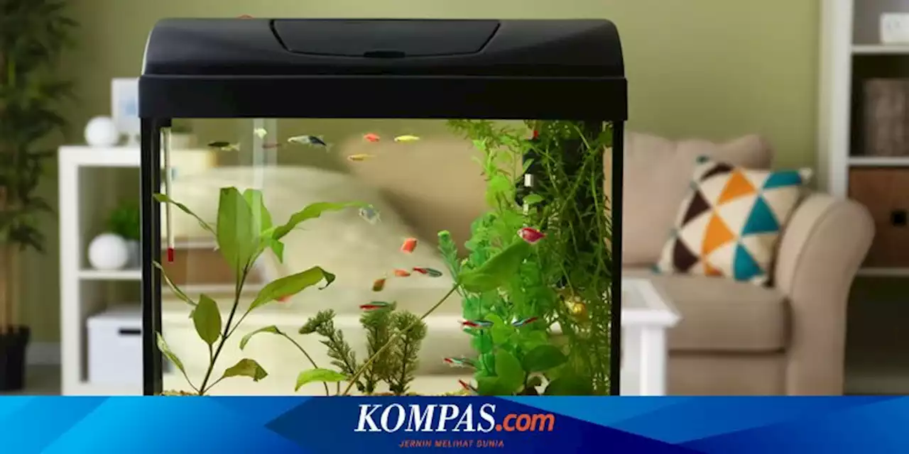 Perlukah Akuarium Mungil di Rumah Anda Menggunakan Filter?