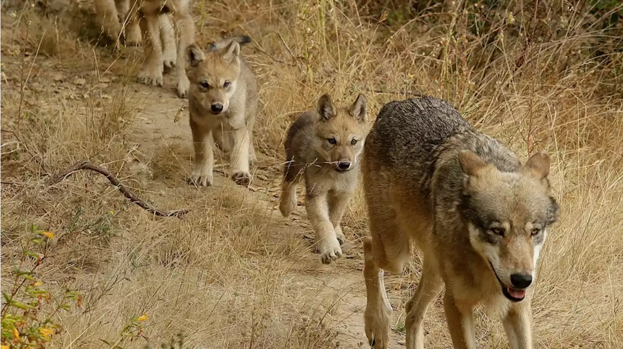 Researchers have identified a new pack of endangered gray wolves in California