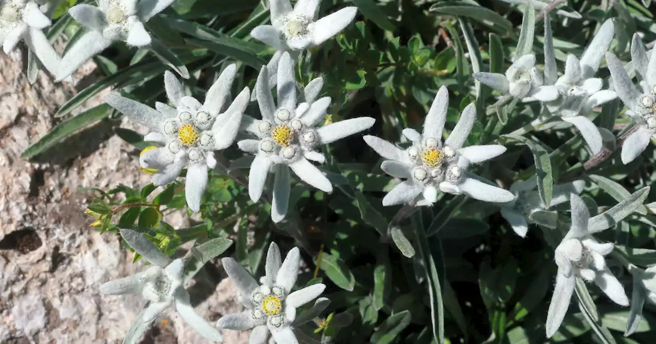 En Savoie, 8500 brins de génépi et 350 fleurs d’edelweiss saisis par les autorités