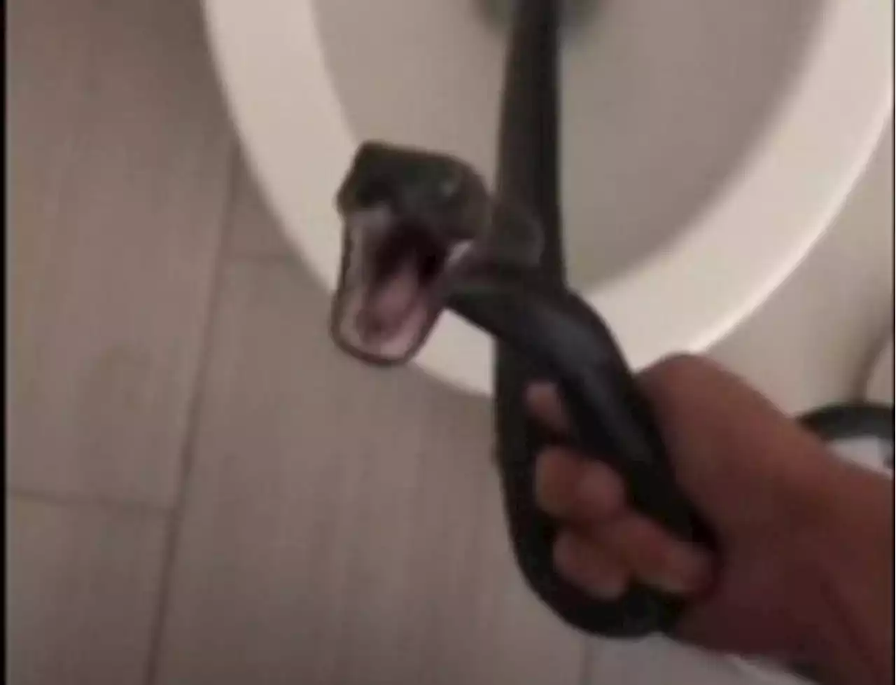 WATCH | Woman finds snake in toilet when she returns to her Arizona home | News24