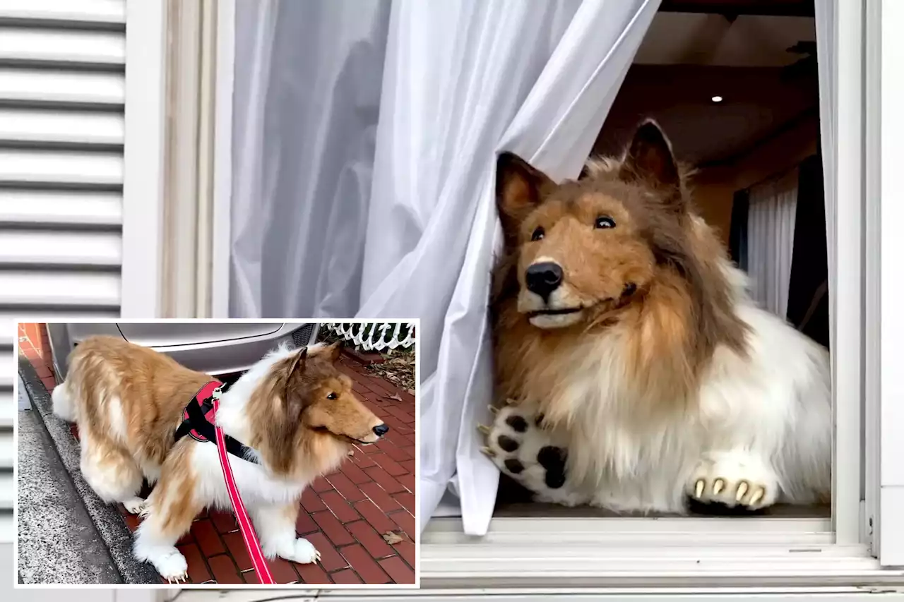 Japanese man who spent $14K to become a collie doesn’t want a dog’s life